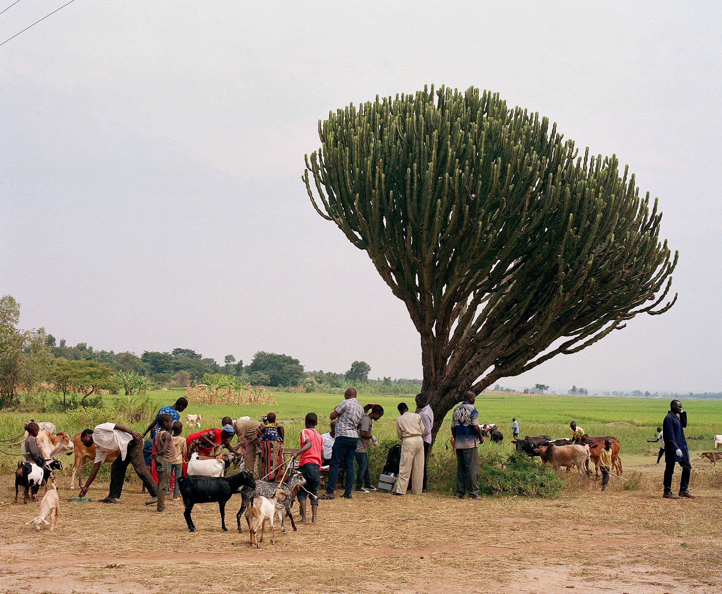 A Ugandan veterinary officer vaccinates farm animals against anthrax. A large tree is seen in the background.